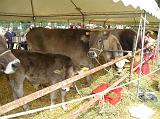 FieraBestiane (35)